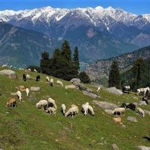 a herd of sheep grazing on a hill with mountains