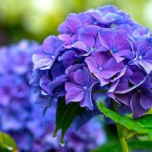 a bunch of purple flowers with green leaves
