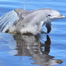 a dolphin in the water with its reflection in the water