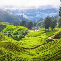 một cảnh tượng của một ngọn đồi xanh với những cái cây trên đó