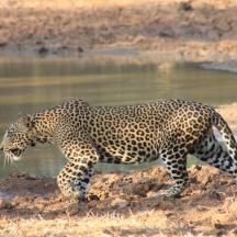 a leopard walking next to a body of water