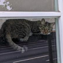 seekor kucing duduk di rak di jendela