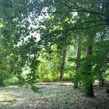 a wooded area with trees and leaves on the ground