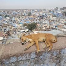 a dog laying on the edge of a city