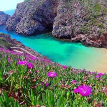a view of a beach with purple flowers and the water
