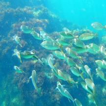 eine Gruppe von Fischen, die im Ozean schwimmen
