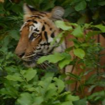 a tiger is peeking out from behind a fence