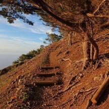 a staircase on a dirt hill with a tree
