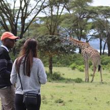 a man and a woman looking at a giraffe