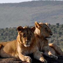 two lions laying on a rock in a field