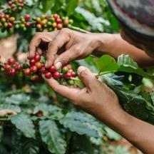 a person is picking berries from a plant