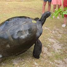 a statue of a turtle sitting on the grass