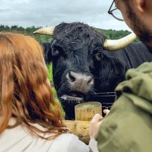 a man and a woman looking at a black cow
