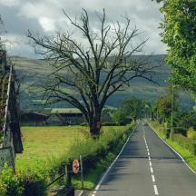 a road with a tree on the side of the road