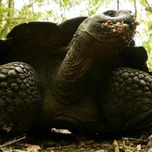 eine Nahaufnahme einer Schildkröte im Wald