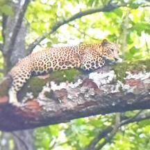 a cheetah is sitting on a tree branch