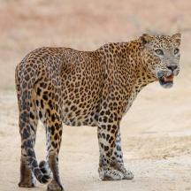 a leopard standing on a dirt road
