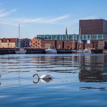 a swan swimming in the water near a city