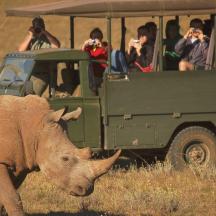 mga taong kumukuha ng larawan ng rhino sa harap ng sasakyan