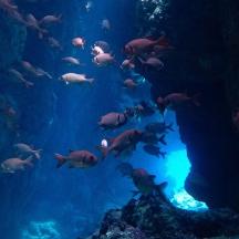 a group of fish swimming in an aquarium