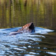a dog swimming in the water in the water