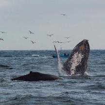 a whale in the ocean with a group of birds