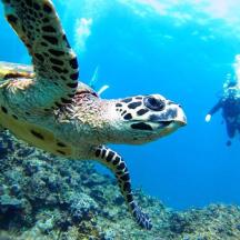 a green turtle and a diver in the water