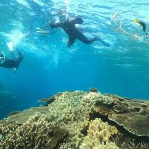 two people swimming over a coral reef with fish