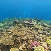 a coral reef with fish in the water