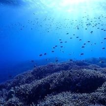 a group of fish swimming over a coral reef