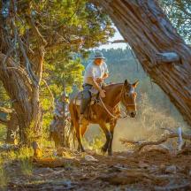 a man riding a horse through a forest
