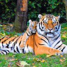 two tigers laying in the grass in a field