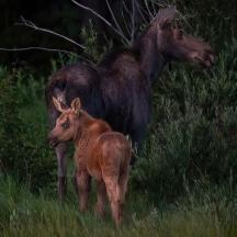 un parell d'animals drets a l'herba