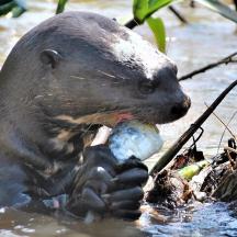 a otter eating a piece of food in the water