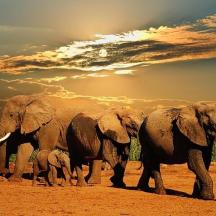 a herd of elephants walking across a dirt field