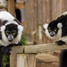 two black and white le monkeys sitting on a fence