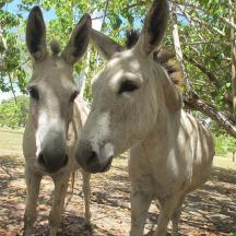 two horses are standing next to each other