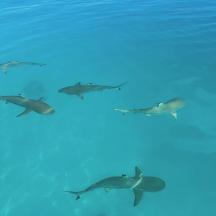 eine Gruppe von Haien, die im Wasser schwimmen