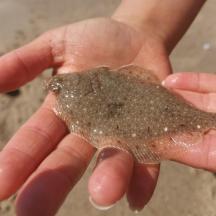 una persona que sosté una estrella de mar a la mà