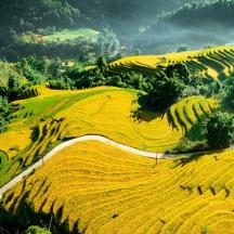 an aerial view of a field of crops