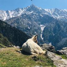 a goat sitting on top of a mountain
