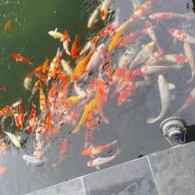 a group of koi fish swimming in a pond