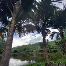 a group of palm trees next to a river