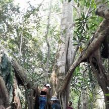a group of people walking through a forest with trees