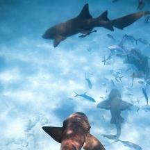 a group of sharks swimming in the water