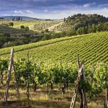 a vineyard with a bunch of green grapes