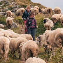 un gregge di pecore che scende da una collina
