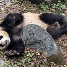 un panda sdraiato sulla schiena a terra