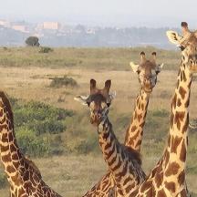a group of giraffes standing in a field