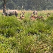 a group of animals in a field of tall grass